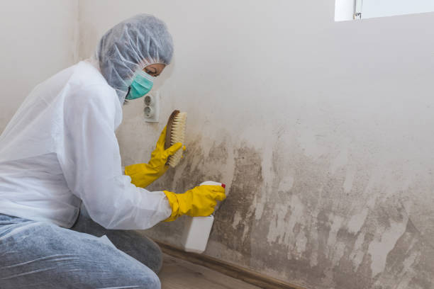 Best Bathroom Mold Remediation in Westphalia, MD