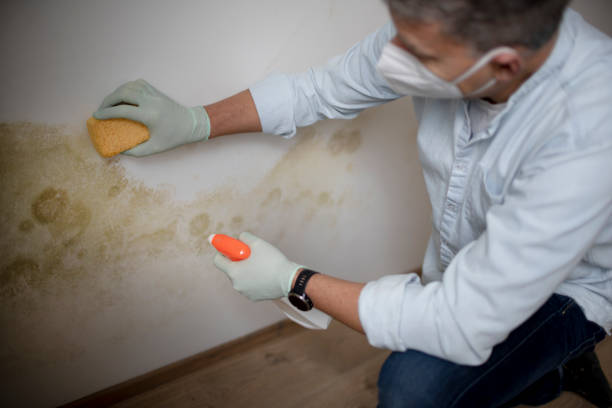 Best Health and Safety Mold Remediation in Westphalia, MD