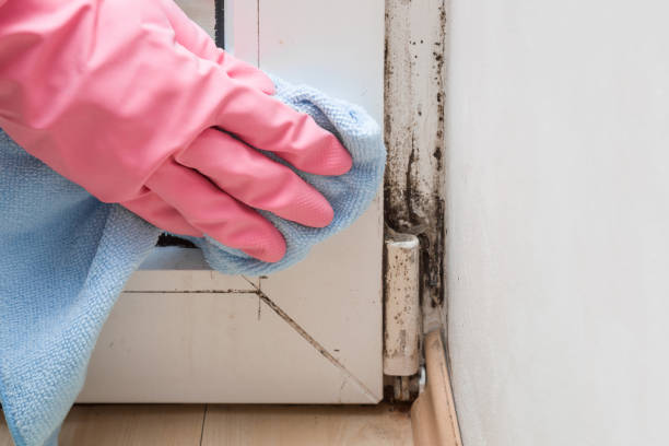 Best Emergency Mold Remediation in Westphalia, MD